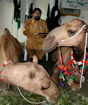 http://i.dawn.com/2012/11/7.jpg